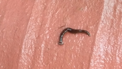 Bipalium univittatum