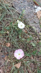 Convolvulus arvensis