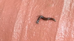 Bipalium univittatum