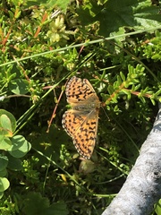 Boloria aquilonaris