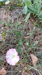 Convolvulus arvensis