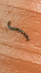 Bipalium univittatum