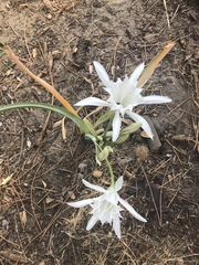 Pancratium