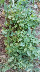 Convolvulus arvensis