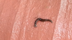 Bipalium univittatum