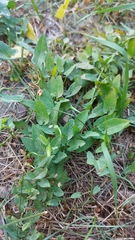 Convolvulus arvensis