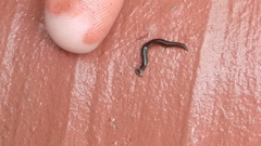 Bipalium univittatum