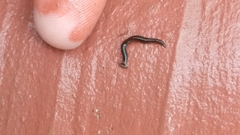 Bipalium univittatum