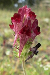 Linaria aeruginea