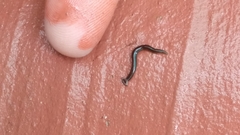 Bipalium univittatum