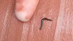 Bipalium univittatum