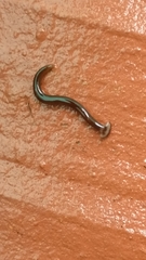 Bipalium univittatum