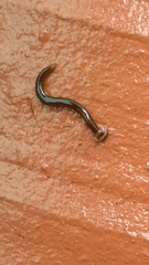 Bipalium univittatum