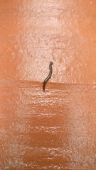 Bipalium univittatum