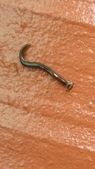 Bipalium univittatum