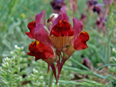 Linaria aeruginea