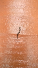 Bipalium univittatum