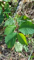 Ulmus glabra
