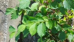 Ulmus glabra