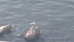 Chroicocephalus ridibundus