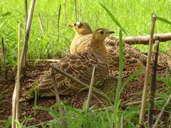 Pterocles quadricinctus