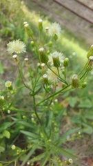 Erigeron strigosus