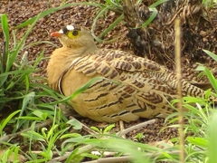 Pterocles quadricinctus