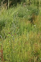 Juncus conglomeratus