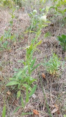 Silene latifolia alba