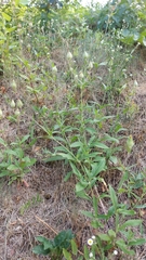 Silene latifolia alba