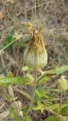 Silene latifolia alba