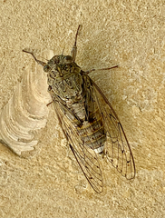 Cicada cretensis