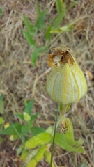 Silene latifolia alba