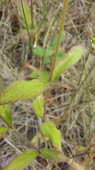 Silene latifolia alba