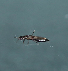 Haplothrips