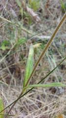 Silene latifolia alba