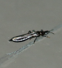 Haplothrips