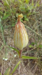 Silene latifolia alba