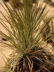 Yucca utahensis