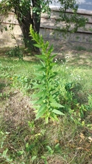 Solidago canadensis