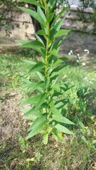 Solidago canadensis