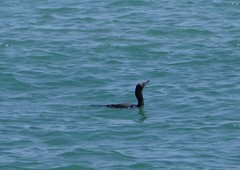 Nannopterum brasilianum