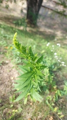 Solidago canadensis