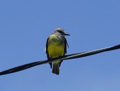 Tyrannus melancholicus