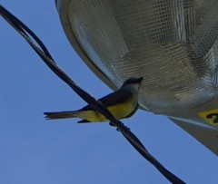 Tyrannus melancholicus