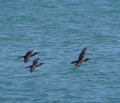 Nannopterum brasilianum