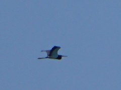 Egretta tricolor