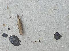 Agriphila straminella