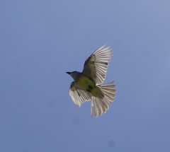 Tyrannus melancholicus