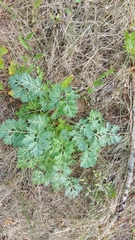 Artemisia absinthium